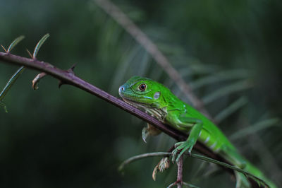 Close-up of lizard on green branch