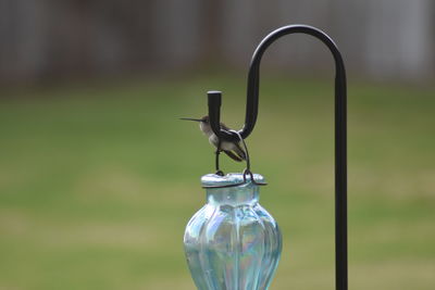 Close-up of hummingbird keeping an eye on the feeder