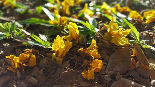 Close-up of yellow flowers