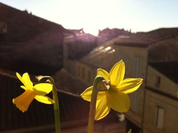 Close-up of yellow flowering plant against sky