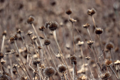 View of thistle flowers