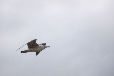 Low angle view of seagull flying in sky