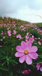 Close-up of flowers blooming on field