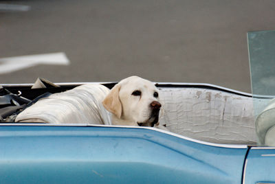 Close-up of dog lying on floor