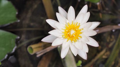 Close-up of white flower