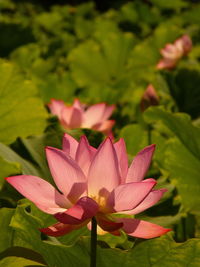 Close-up of pink water lily