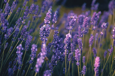 Lavender flower field at sunset rays