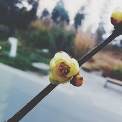 Close-up of yellow flower