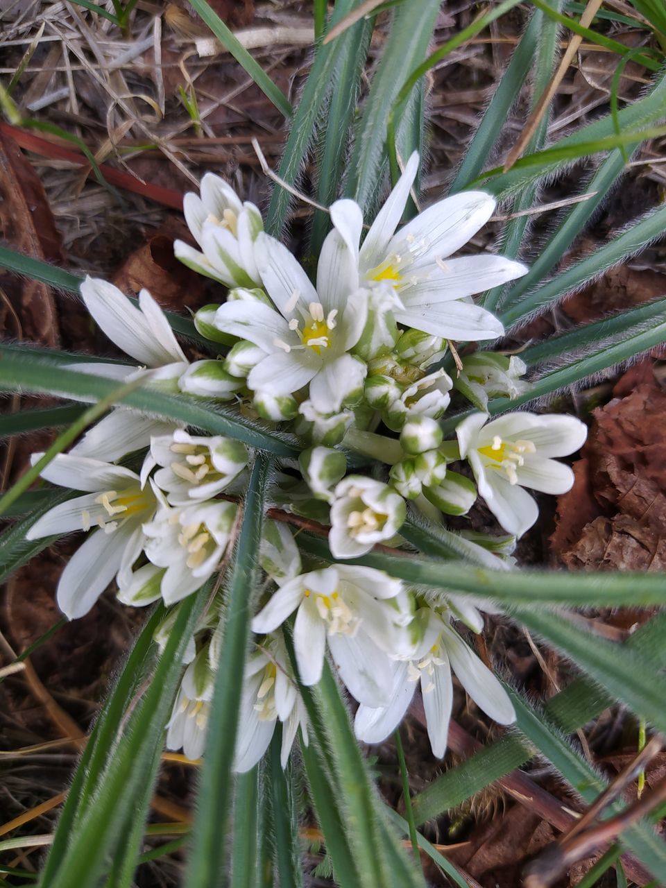 CLOSE-UP OF WHITE FLOWERING PLANT IN FIELD