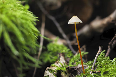 Close-up of mushroom growing on field