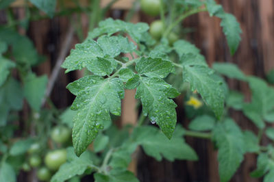 Close-up of fresh green plant