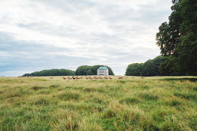 Deer colony in dyrehaven park