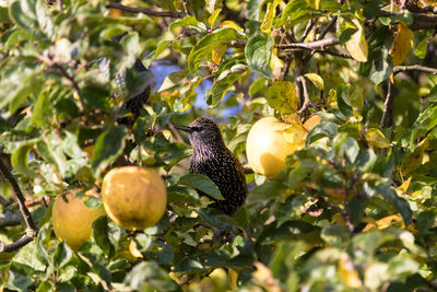 High angle view of starlings in the apple tree