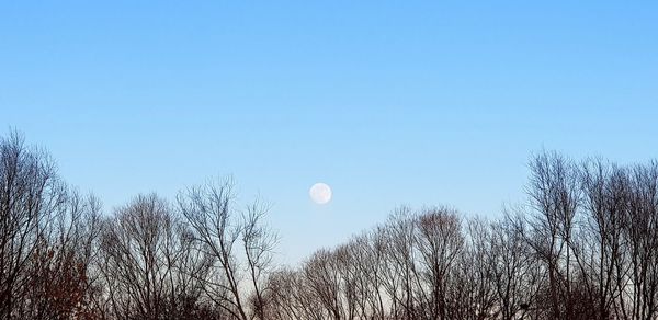 Low angle view of bare trees against clear blue sky