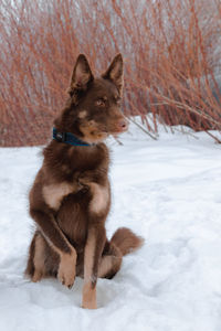 Close-up of dog on snow covered field