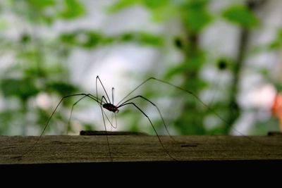Close-up of insect on plant