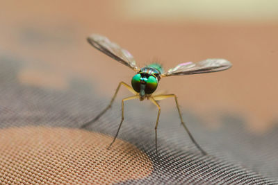 Close-up of fly