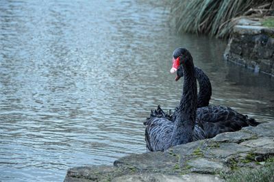 Black swans swimming on lake