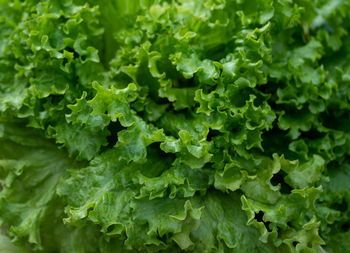 Full frame shot of fresh green plants