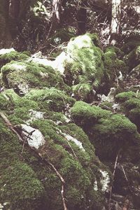Moss growing on tree trunk
