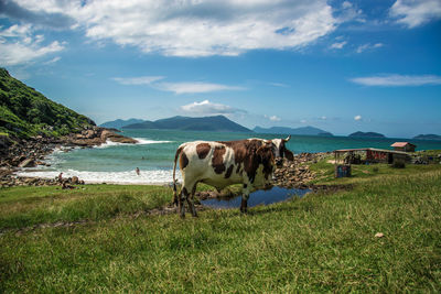 Horses on landscape by sea against sky