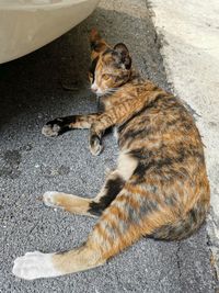 High angle view of cat sitting on road