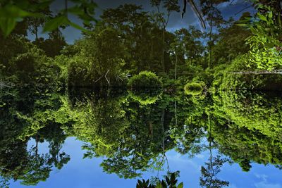 Scenic view of lake against trees in forest