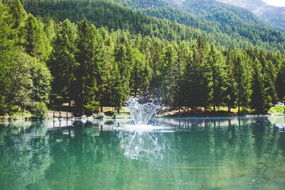 Scenic view of lake in forest