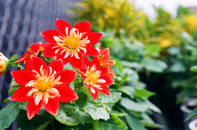 Close-up of red flowers blooming outdoors
