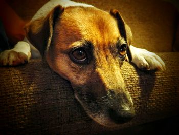 Close-up portrait of a dog