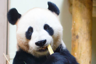 Close-up portrait of panda