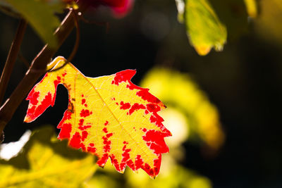 Close-up of red maple leaves on plant