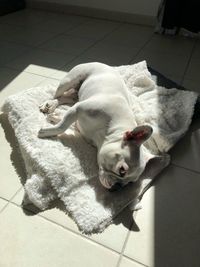 High angle view of dog sleeping on floor