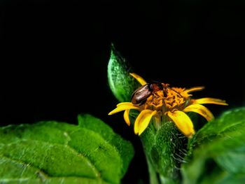 Close-up of insect on flower