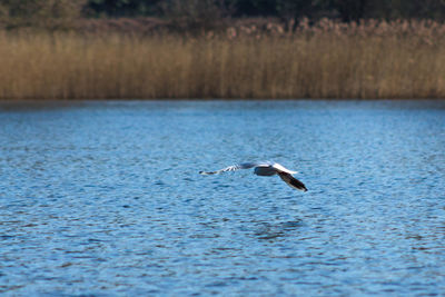 Swan flying over lake