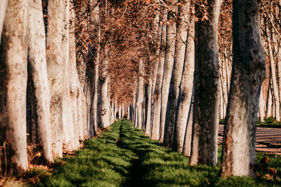 View of trees in park