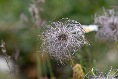 Close-up of wilted plant