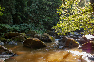 Stream flowing through rocks in forest