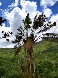 Palm trees on field against sky