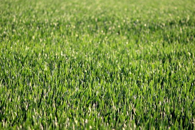 Full frame shot of soccer field