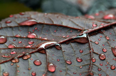 Close-up of raindrops on maple leaves