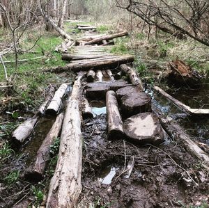 Old wooden log in forest