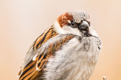 Male house sparrow or passer domesticus is a bird of the sparrow family passeridae