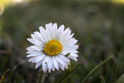 Close-up of white daisy