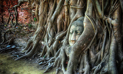Full frame shot of tree trunk
