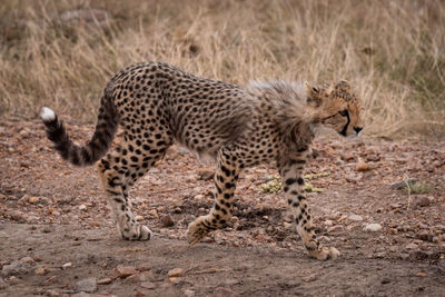 Side view of cheetah standing on field in forest