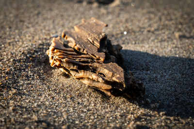 Close-up of dry leaf on road