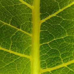 Full frame shot of green leaf