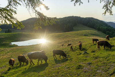 Horses grazing in a field