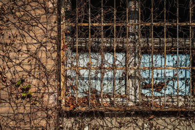Bare trees by abandoned building